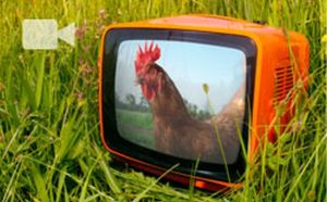 More egg companies head to court